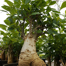 Baobab Specimen